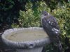 Hawk_2.JPG