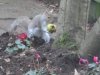 squirrel_tossingG.JPG