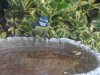 bluetit_bathtub.JPG