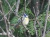 bluetit_fluffy.JPG