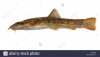 stone-loach-barbatula-barbatula-X4HBAB.jpg