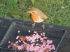 robin_suetfeeder.JPG