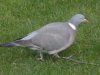 woodpigeon_garden_sunday.JPG