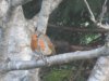 robin_rowan_hidden.JPG