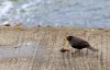 rsz_img_4405.jpg