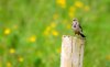 rsz_img_4647.jpg