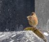 rsz_20230414-4s1a7820-edit.jpg
