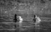 rsz_20230420-4s1a8577-edit.jpg