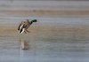 rsz_20230424-4s1a8944-edit.jpg