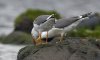 rsz_20230422-4s1a8746-edit.jpg