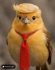 trumpbird.jpg