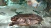 upload_2025-4-12_15-54-44.jpeg